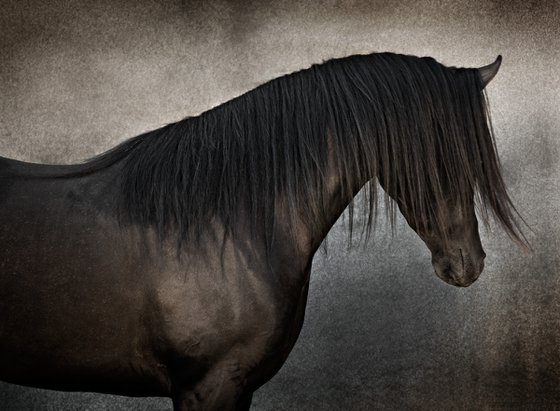"Al-Bashir", black Arabian stallion