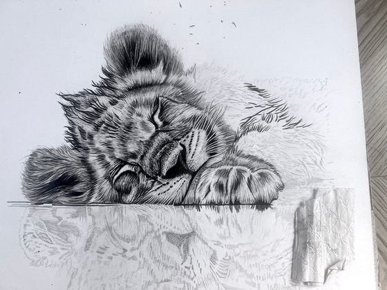 Lion Cub Reflection