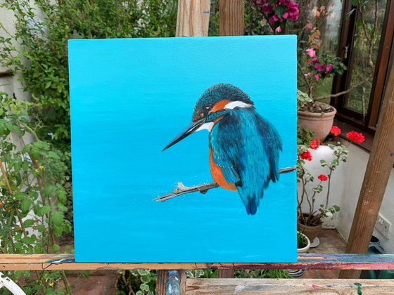 Kingfisher Blue