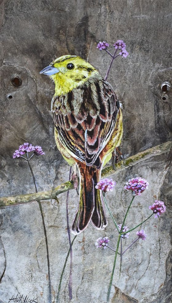 The Yellowhammer - Bird on Slate