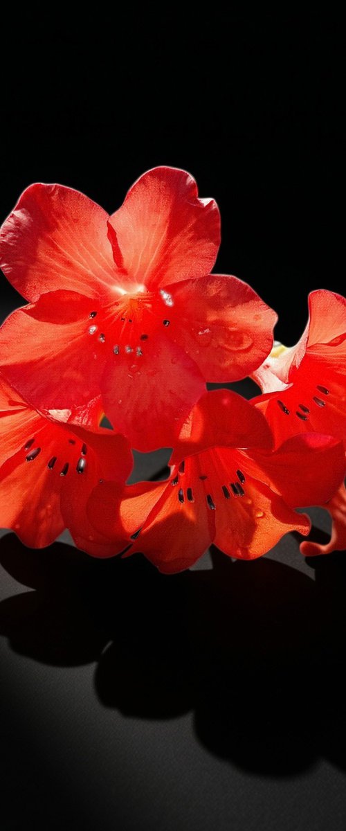 Crimson Glow - Red Rhododendron by Chotipah