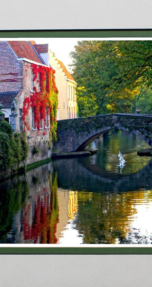 Swans on canal in Bruges by Robin Clarke