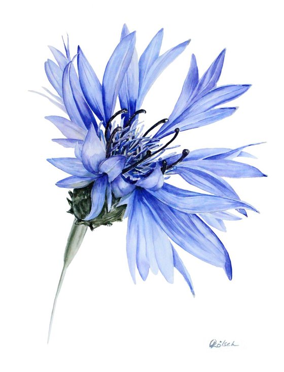 Blue cornflower