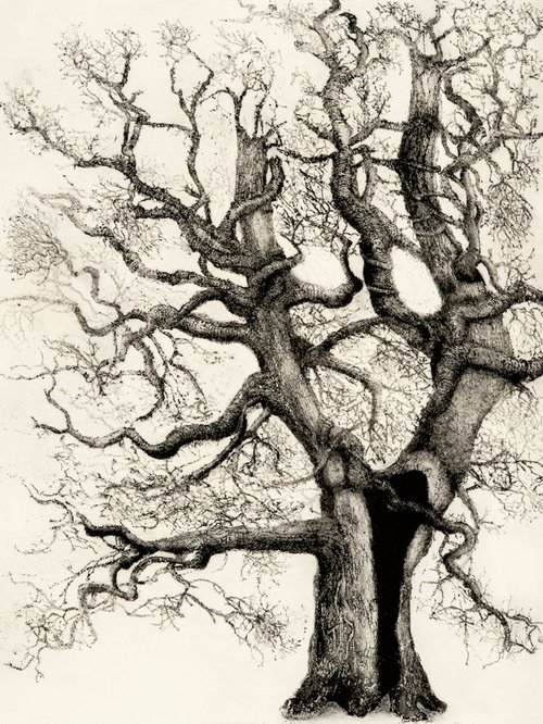 Oak by Julie Dyer