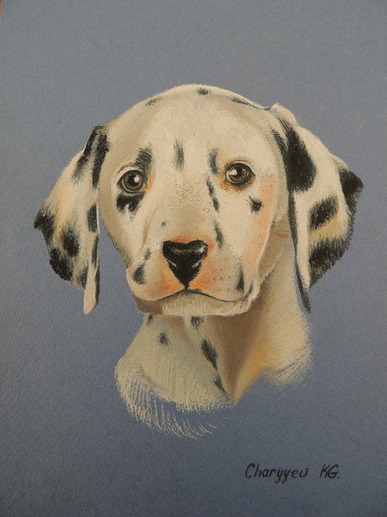 Dalmatian