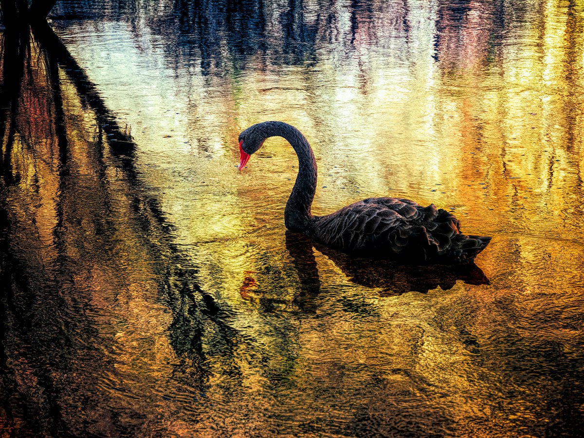 Black Swan - edition 16/100 by Nick Psomiadis