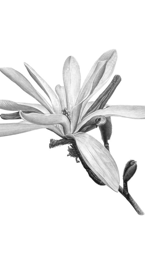 White magnolia, botanical illustration by Yuliia Prokopchuk