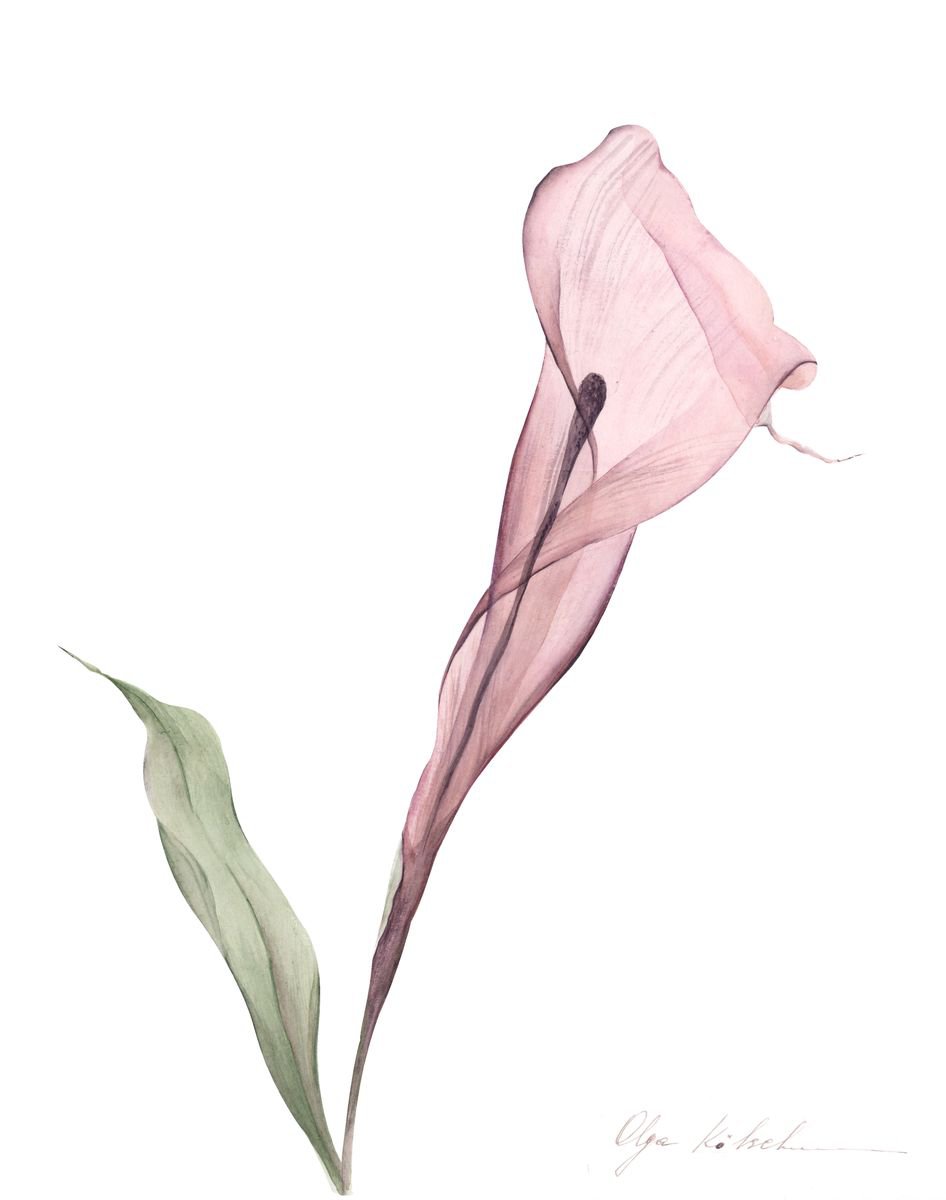 Organic Botanical Watercolour By Olga Koelsch, 11 X 14", Transparent Callas Portrait, Original Artwork