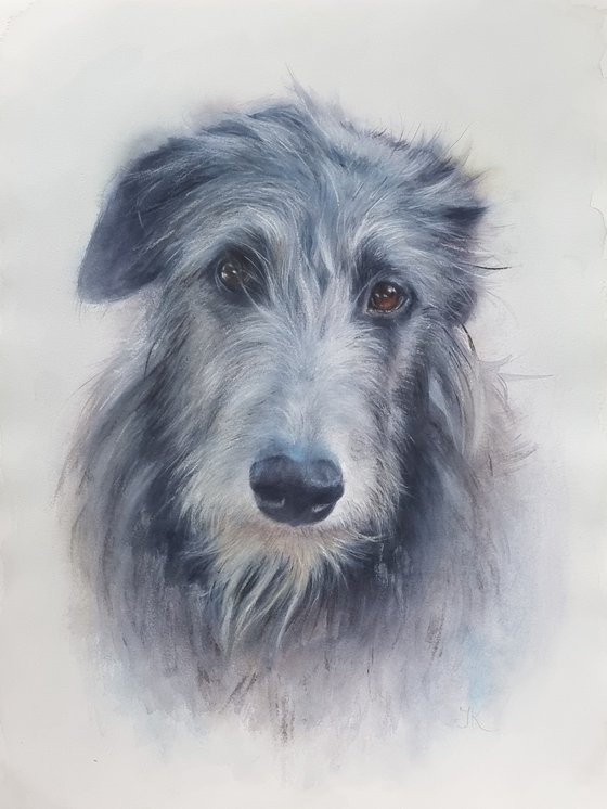 Deerhound Portrait