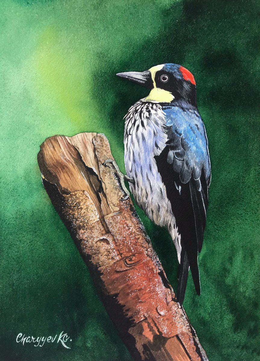 Woodpecker from the collection Watercolor birds by Kakajan Charyyev