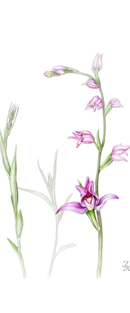 Red helleborine by Tetiana Kovalova