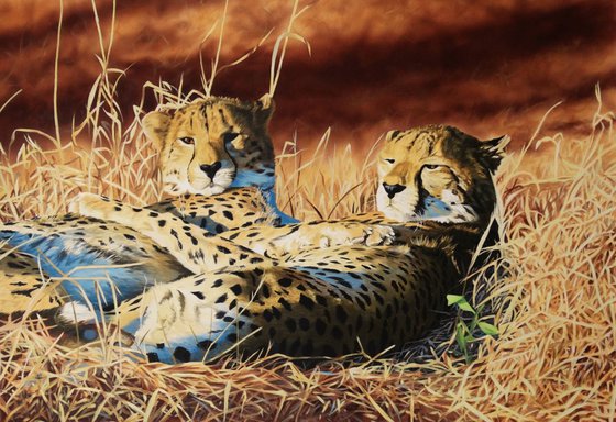 Brotherly love,Cheetahs