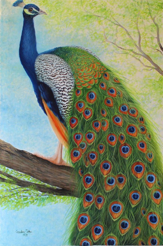 Peacock sitting on tree