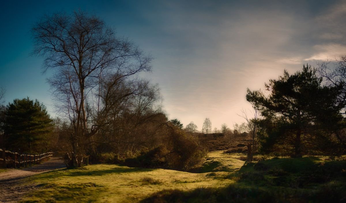 Frensham Common by Tracie Callaghan