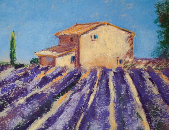 Lavender field in Provence. Medium dry pastel drawing bright colors France