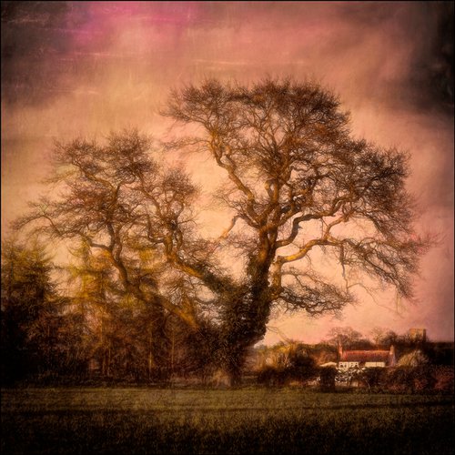 Giant Tree-Small House by Martin  Fry