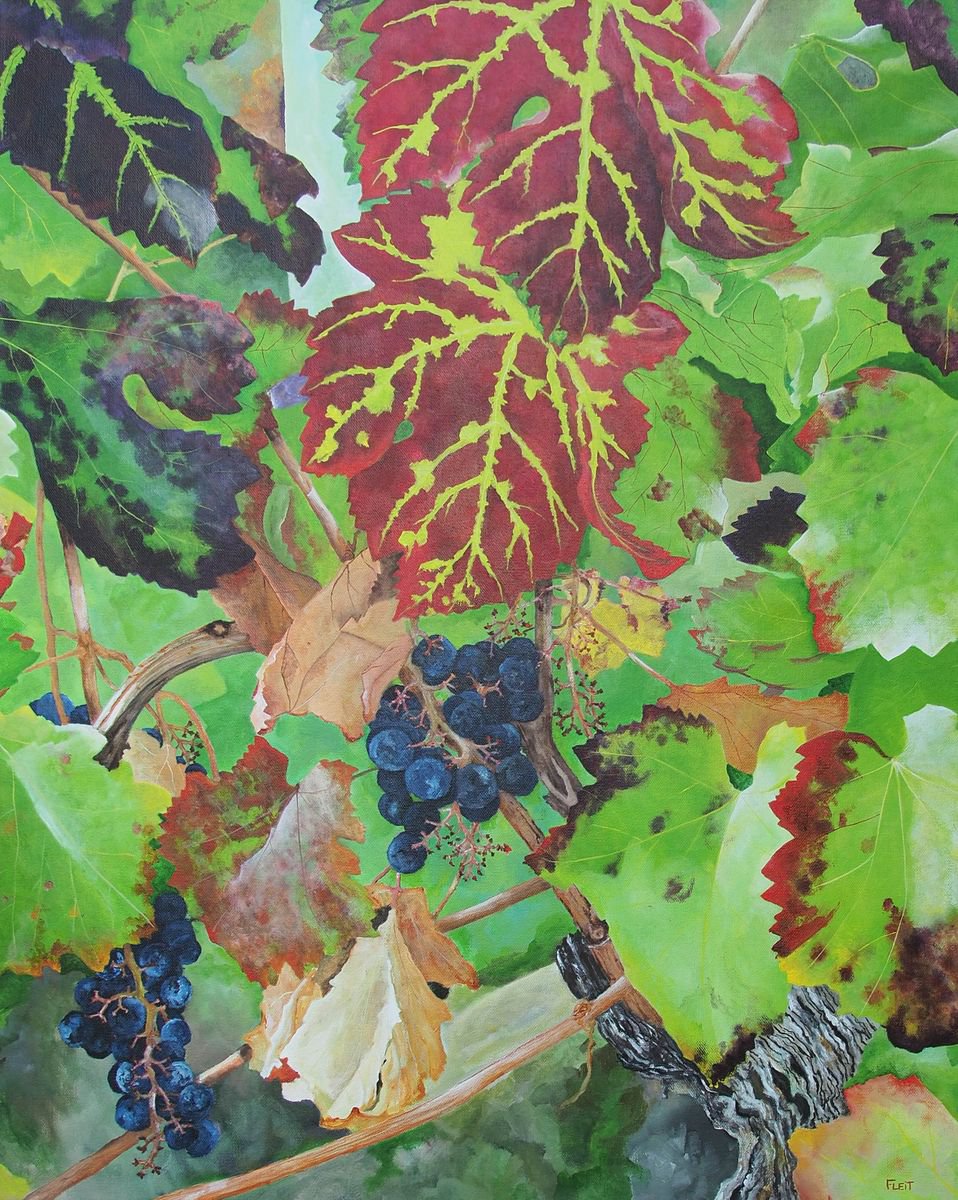 Bordeaux Vineyard 4 By Steven Fleit, 24 X 30, Artwork For Sale On Artfinder