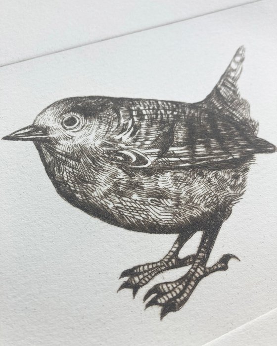 Wren