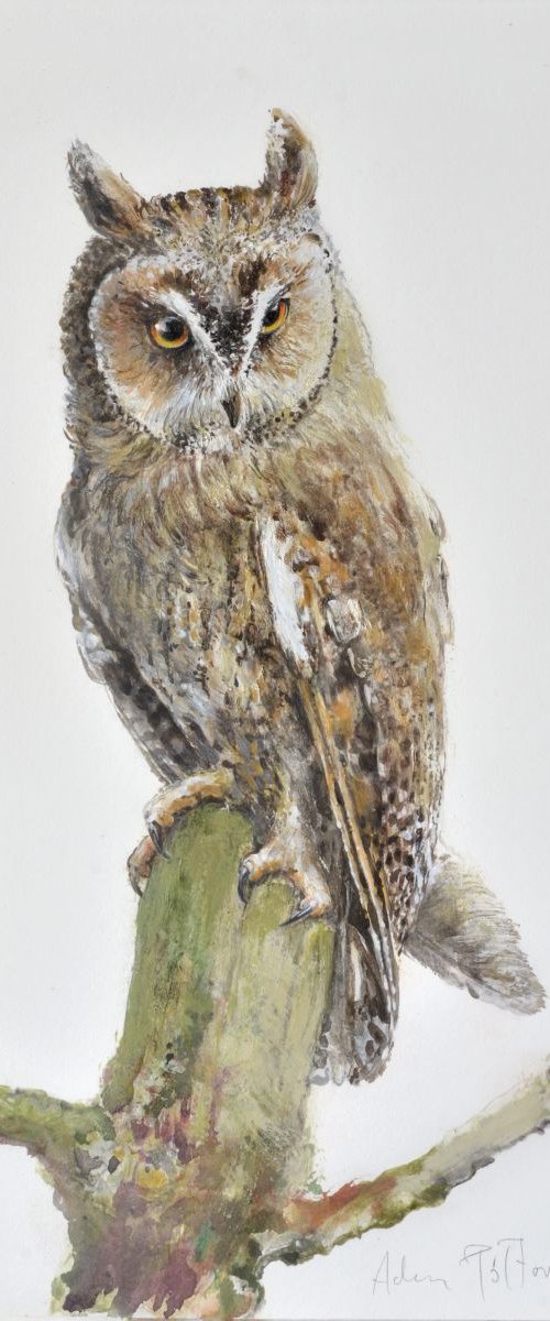 Long-eared owl (Asio otus) by Adam Półtorak