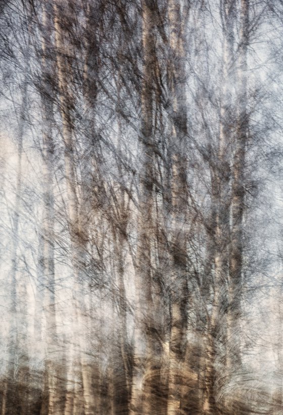 Birches on the lakeshore