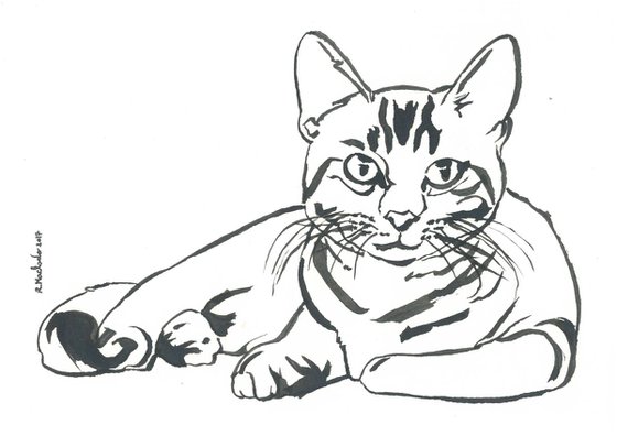 Cat I Animal Drawing