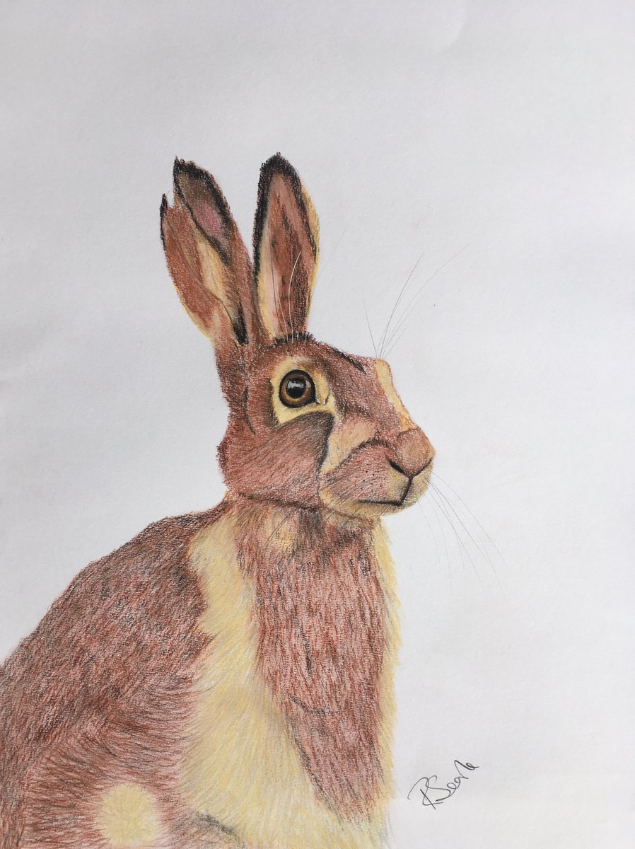 Hare by Ruth Searle