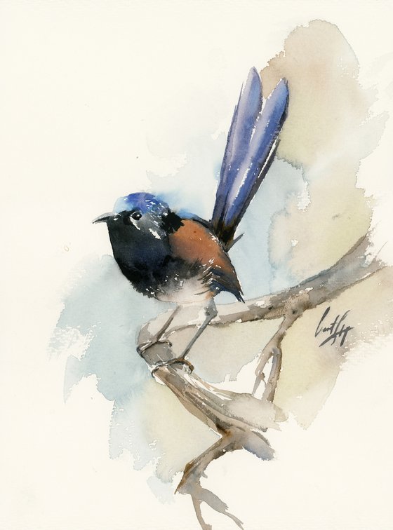 Fairy Wren Bird