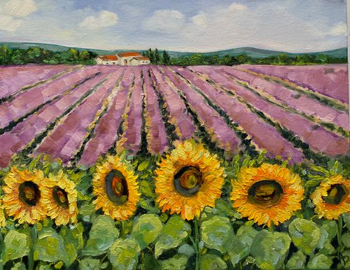 Lavender and Sunflower field by Amita Dand