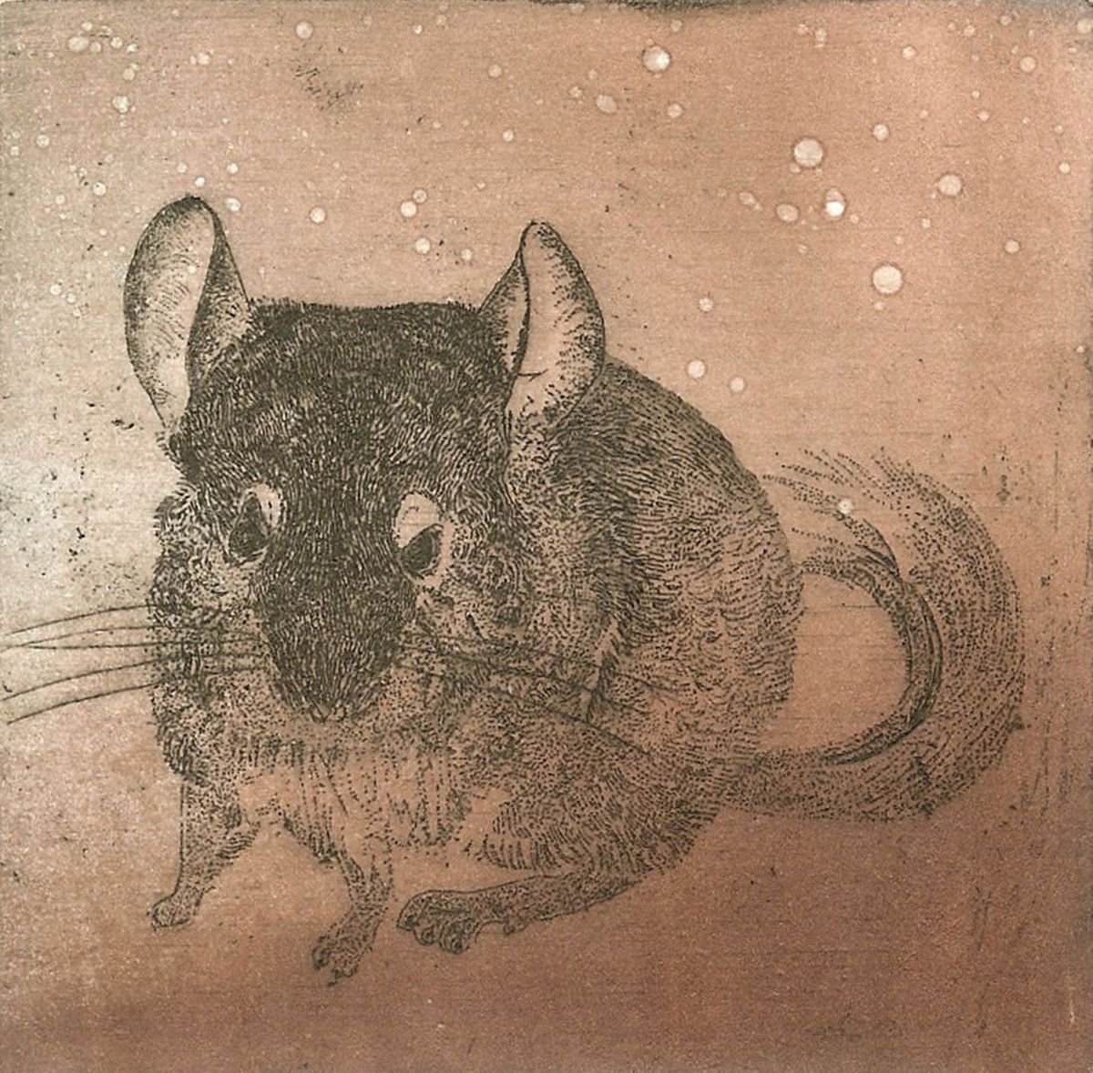 Illustrative Animal Etchings & Engravings By Jane Daniell, 6 X 6, Chinchilla 1, Original Artwork