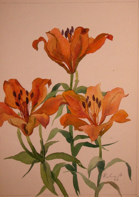 Lilies