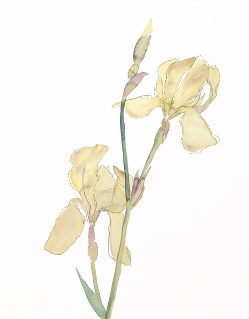 Iris No. 186 by Elizabeth Becker