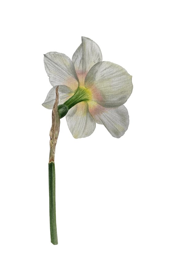 Daffodil (greeting card)