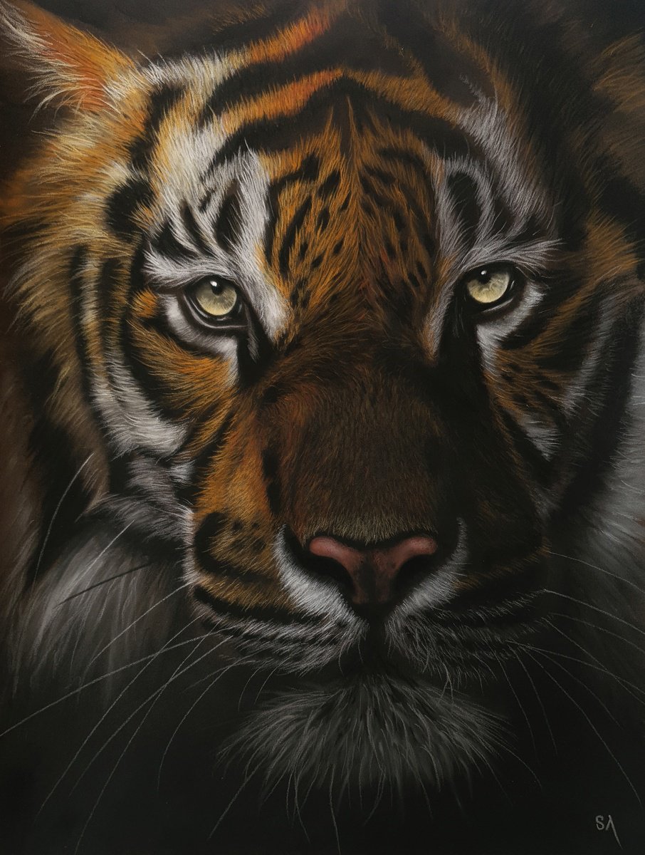Tiger’s Stare lV by Sean Afford