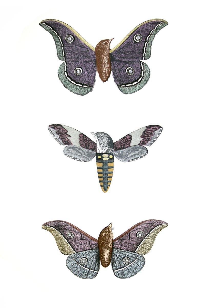 Metamorphic Moth-birds by Penelope Kenny