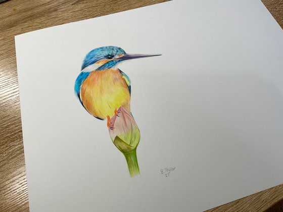 Kingfisher on flower
