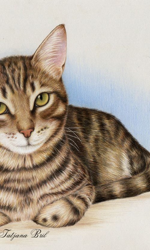 Brown cat by Tatjana Bril