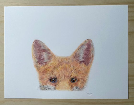 The shy fox