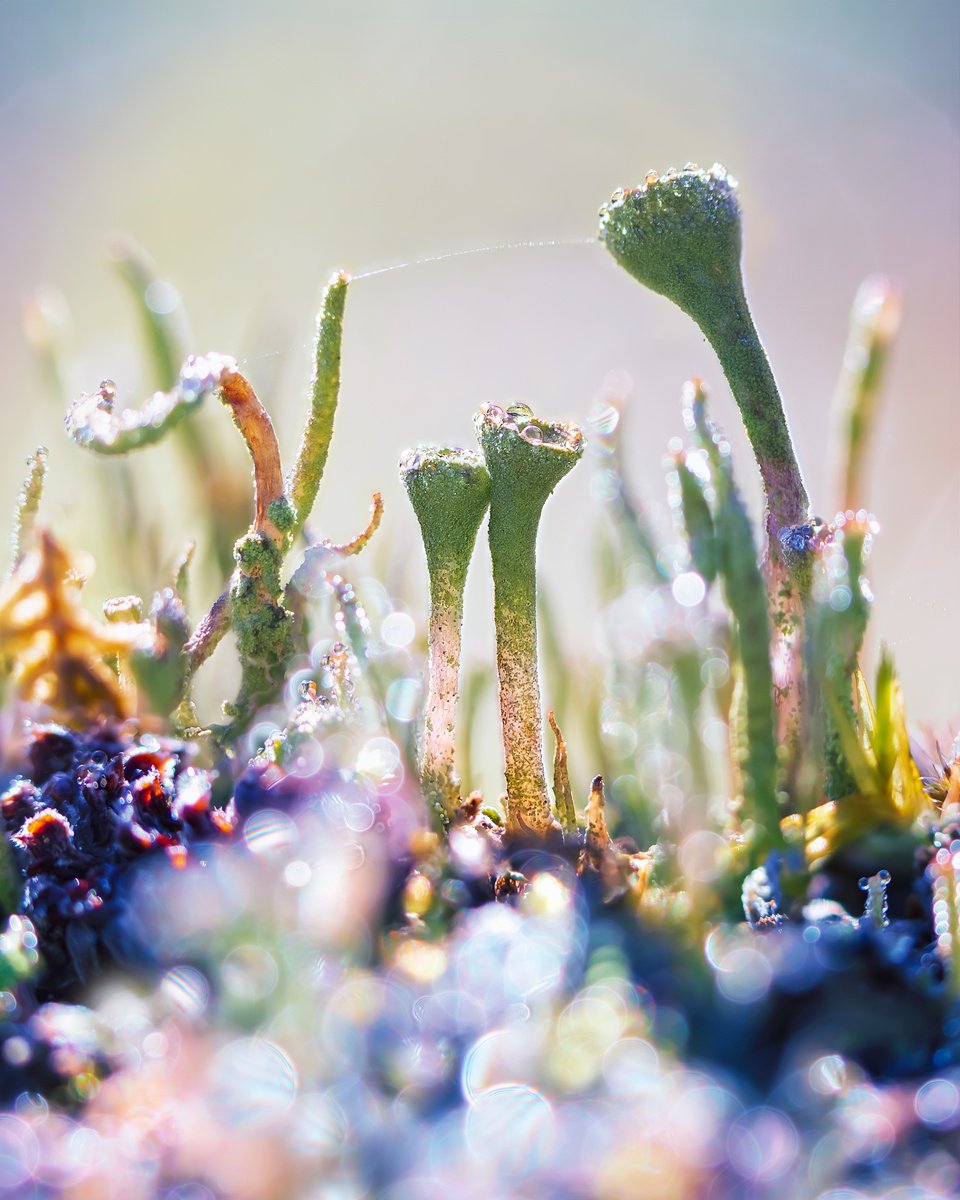 Impressionistic Botanical Photograph By Inna Etuvgi, 12 X 16, When We Said Yes! - Matted, Original Artwork