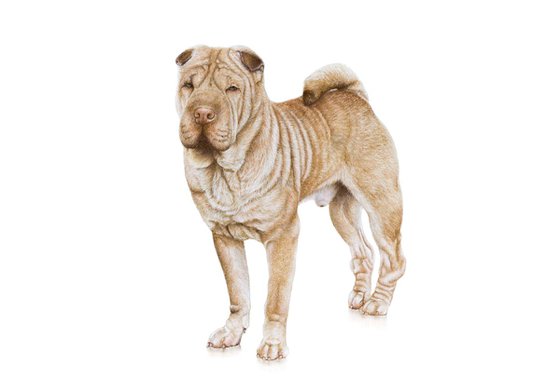 Original pastel drawing "Shar-pei"