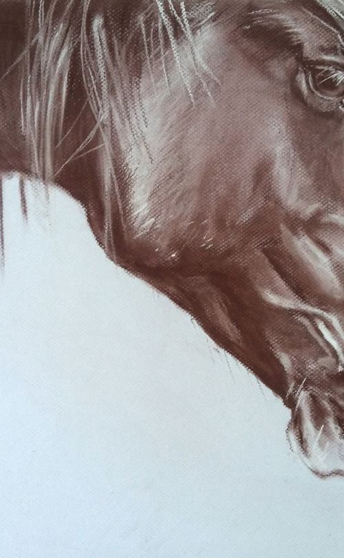 Horse portrait by Magdalena Palega