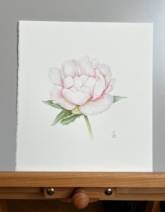 White peony