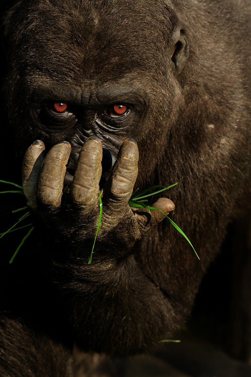 Gorilla by Ozkan Ozmen