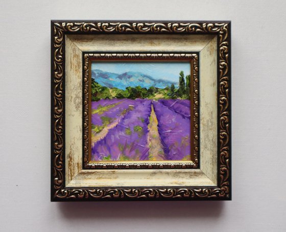 Lavender Fields