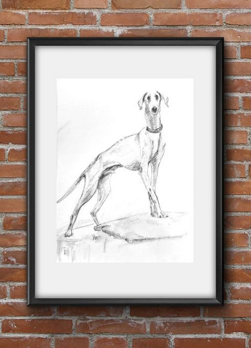 Mudhol hound dog - Pet Dog Pencil sketch on paper A4 by Asha Shenoy