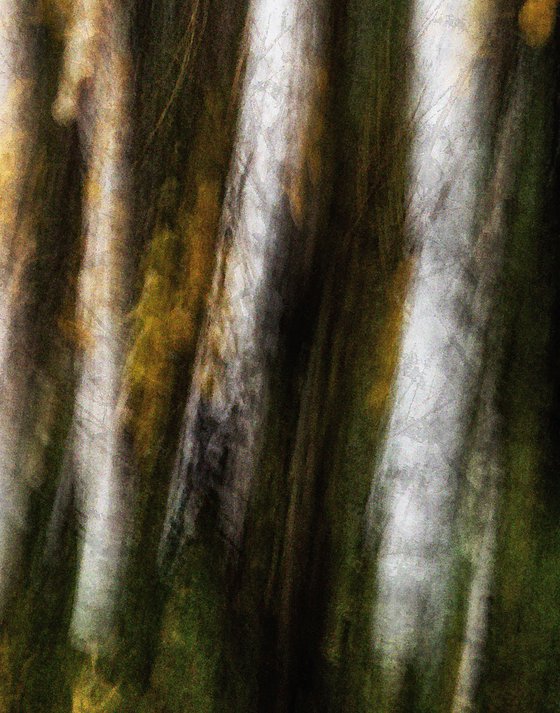 Birches (studio 2)
