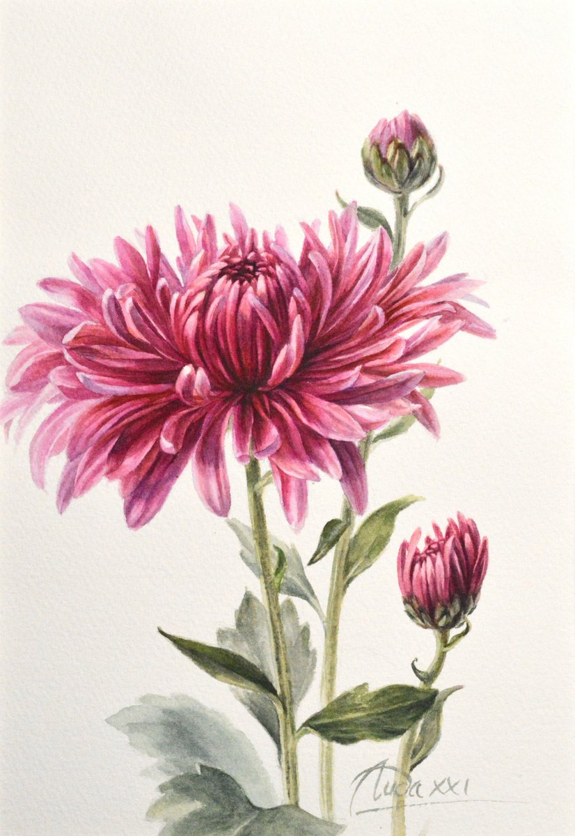 Chrysanthemum by Lida Duchnewitsch