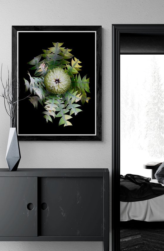 Bird's Nest Banksia