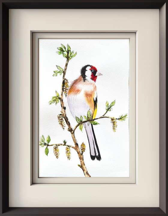 Twin Colorful Noble birds