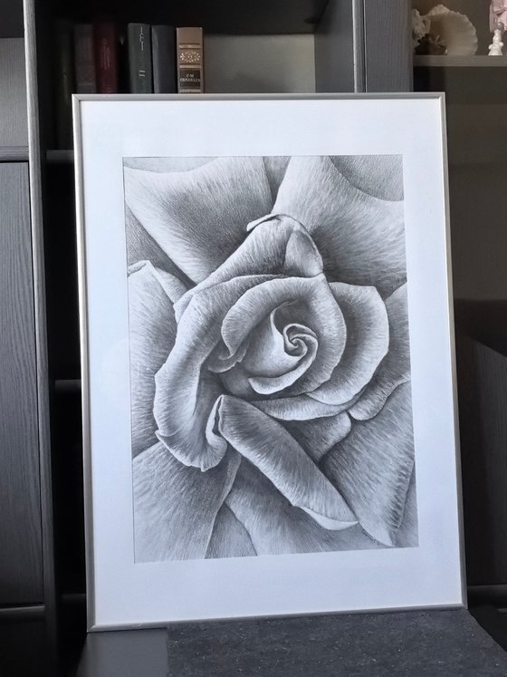 Unfolding. Meditative Botanical Fine Art