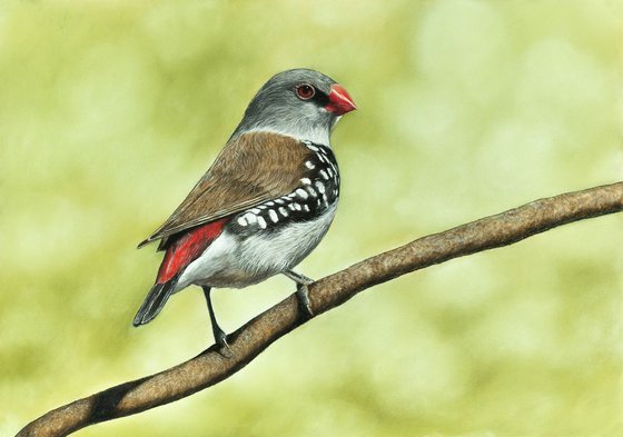 Original pastel drawing bird "Diamond firetail"